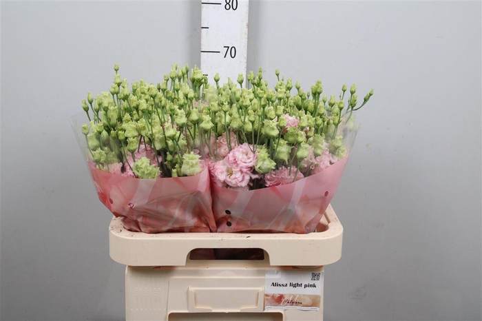 <h4>Eus G Alissa Light Pink</h4>