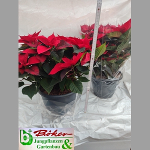 EUPHOR PULCHERRIM OV