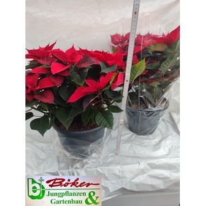 EUPHOR PULCHERRIM OV