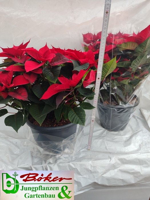 <h4>EUPHOR PULCHERRIM OV</h4>