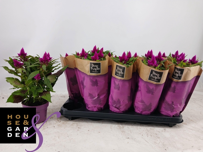 <h4>CEL DEEP PURPLE</h4>