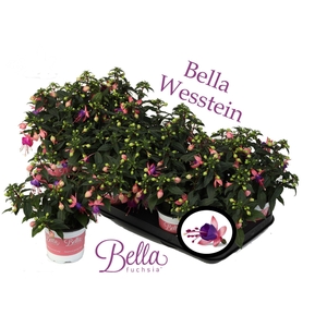 Bella Fuchsia 'Mariska' ( Staand )