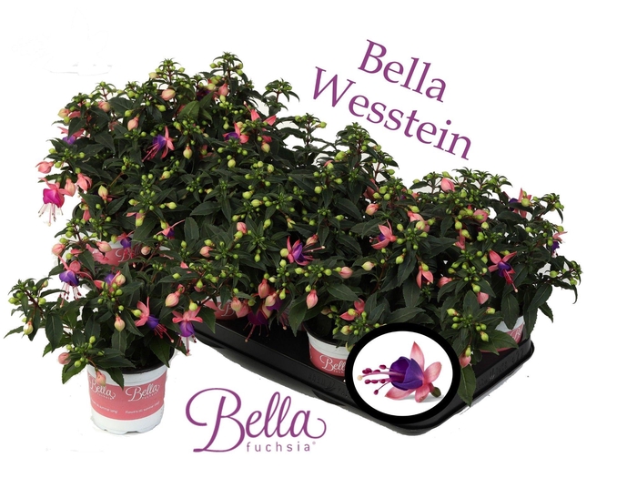 <h4>Bella Fuchsia 'Mariska' ( Staand )</h4>
