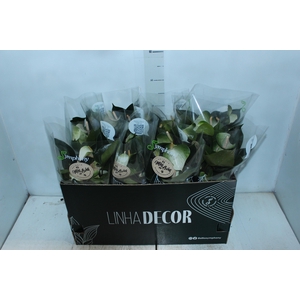 ANTHURIUM VARIADO P15 PREMIUM