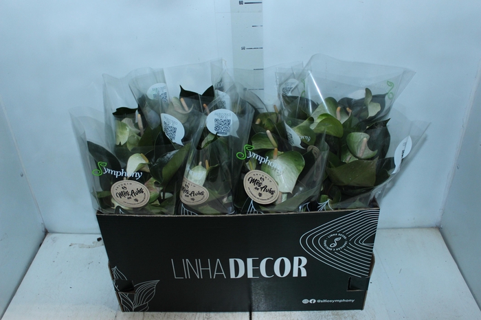 <h4>ANTHURIUM VARIADO P15 PREMIUM</h4>
