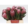 Protea Pink Ice