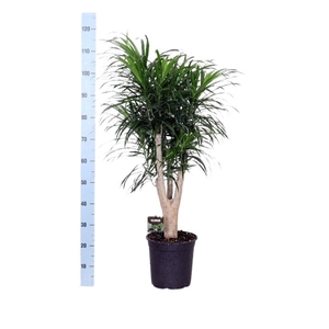 Dracaena refl. 'Anita'