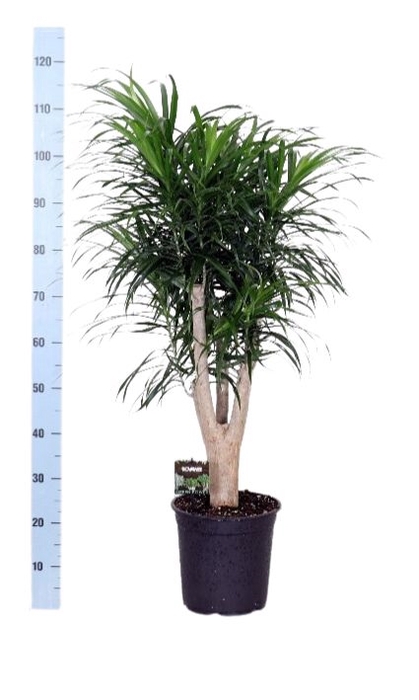 Dracaena refl. 'Anita'