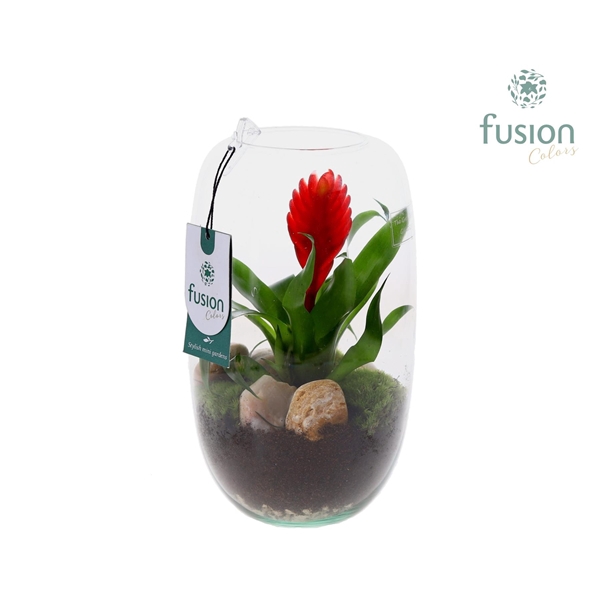 <h4>Green Bottle Isabella Medium met Bromelia</h4>