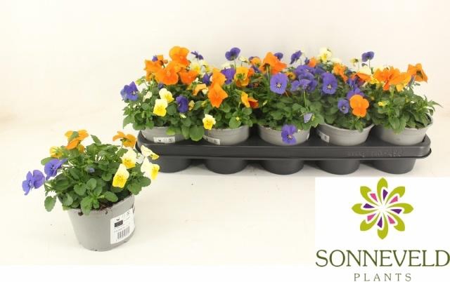 <h4>VIO CO SORBET GEM</h4>