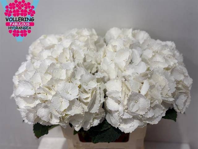 <h4>HYDR M SCHNEEBALL</h4>