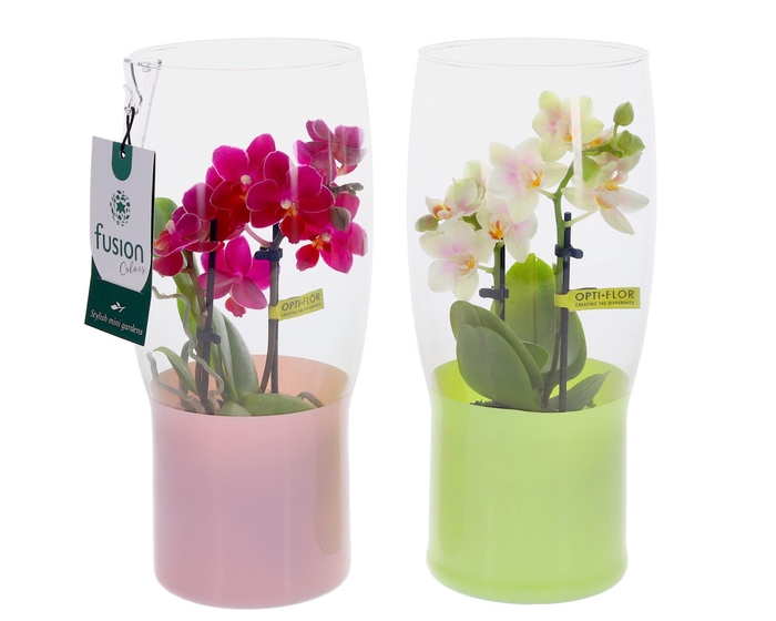 <h4>Green Bottle Tulp vaas klein met Phalaenopsis</h4>