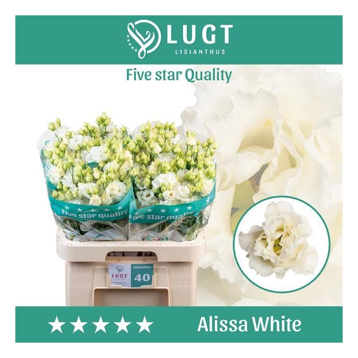 <h4>EUS G ALISSA WHITE</h4>