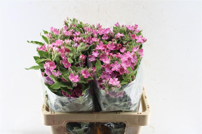 <h4>Oxypetalum Co Pink Harmony</h4>