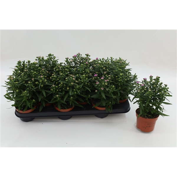 <h4>Aster Starletta Pink</h4>