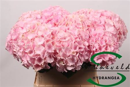 <h4>Hydr M Ch Verena</h4>