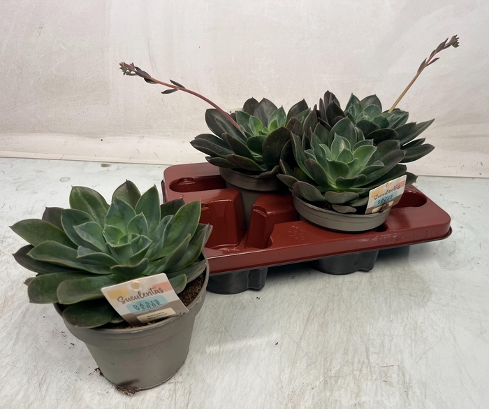 <h4>ECHEV BLUE PRINCE</h4>