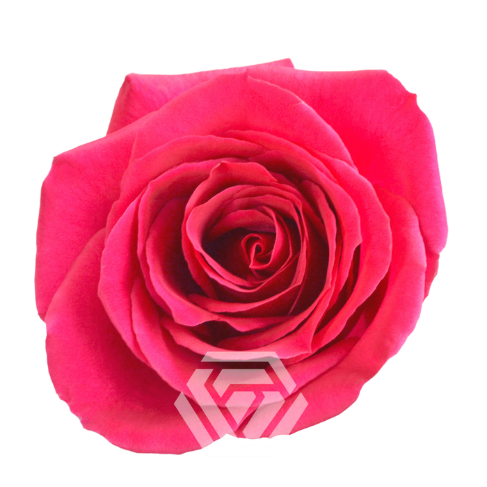 <h4>R GR QUEENBERRY Tessa</h4>