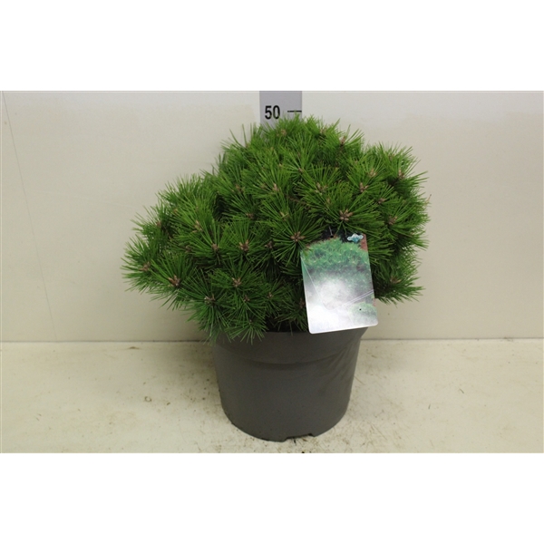 <h4>Pinus densiflora 'Low Glow' P32 potgedrukt</h4>