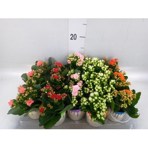 Arr.    Planten  L%