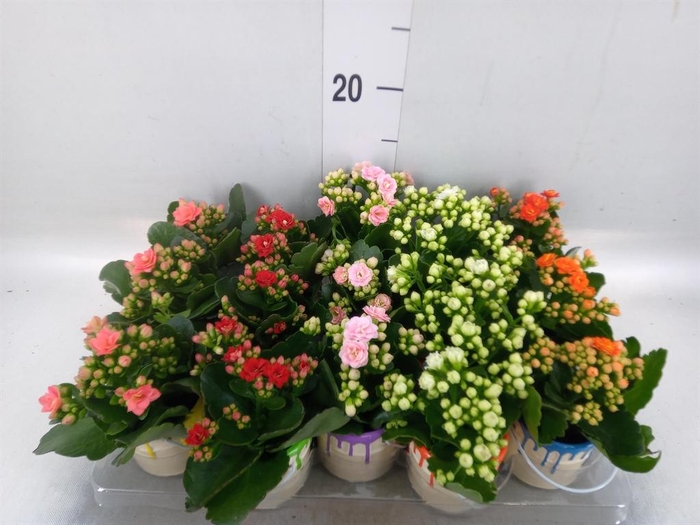 <h4>Arr.    Planten  L%</h4>
