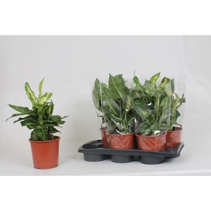 DIEFF MARS