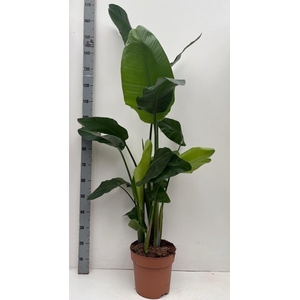 STRELITZIA NICOLAI