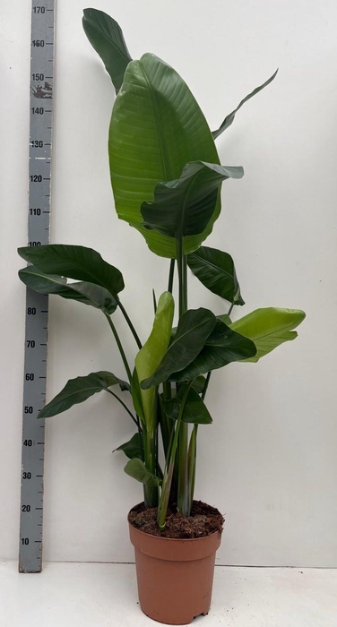 <h4>STRELITZIA NICOLAI</h4>