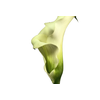 CALLA EXOTIC VENTURA