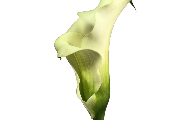 CALLA EXOTIC VENTURA
