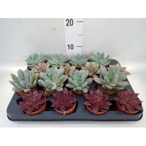 Echeveria   ...mix