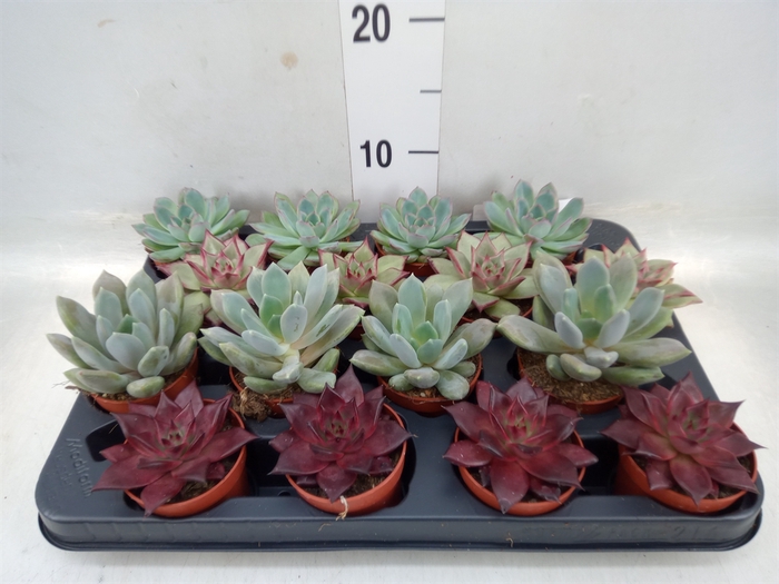 <h4>Echeveria   ...mix</h4>