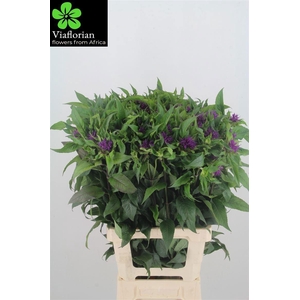 MONARDA PURPLE PRINC