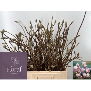 MAGNOLIA GRANDIFLORA