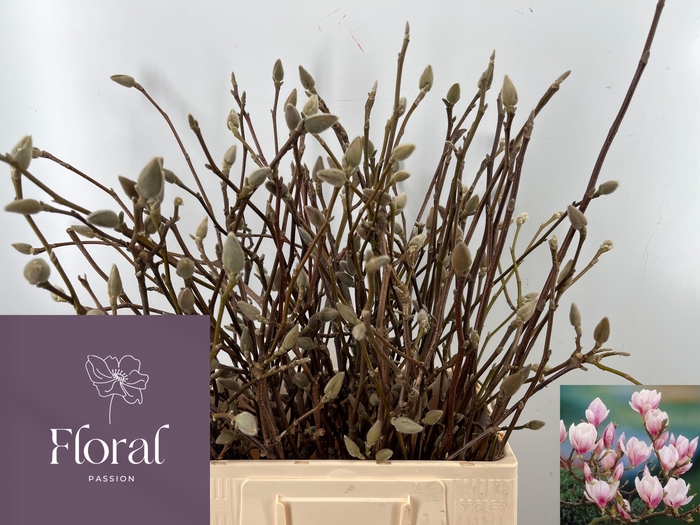 <h4>MAGNOLIA GRANDIFLORA</h4>