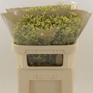 Limonium Sinense China Summer | Heavy Quality