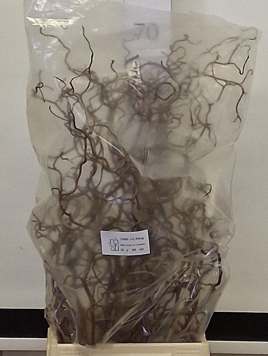 <h4>CORYL AV CONTORTA</h4>