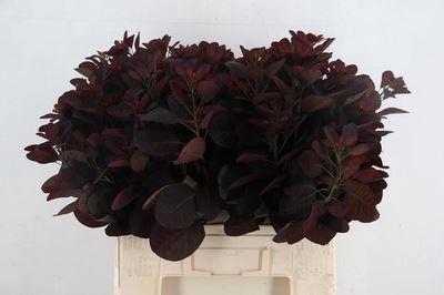 <h4>Cotinus cogg. 'Royal Purple'</h4>