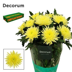 CHR G TOPSPIN YELLOW