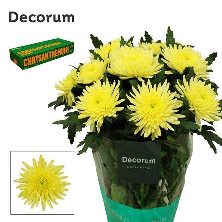 <h4>CHR G TOPSPIN YELLOW</h4>