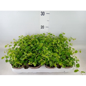 Ficus pumila 'White Sunny'