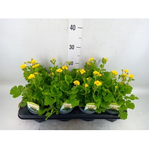 Geum coccineum 'Tosai'