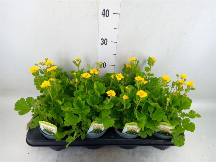 <h4>Geum coccineum 'Tosai'</h4>