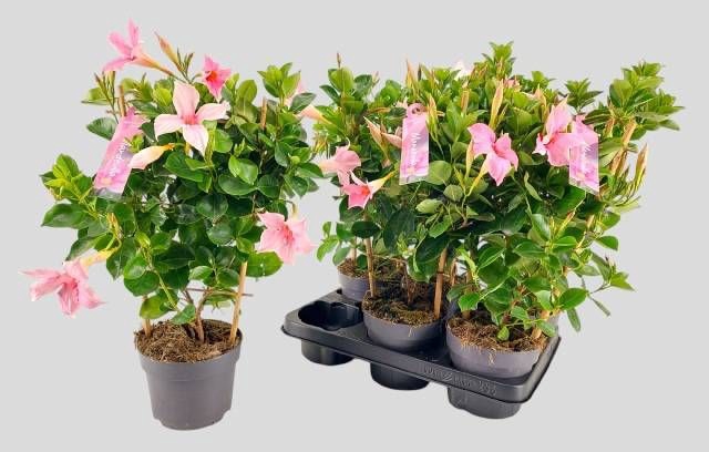 <h4>MANDE SUN CR PINK</h4>