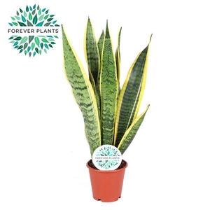 Sansevieria Laurentii p12 (niet MPS gecertificeerd)