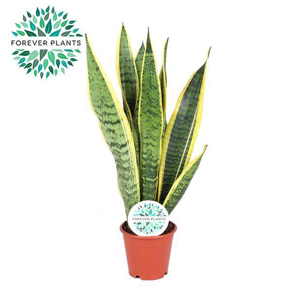 <h4>Sansevieria Laurentii p12 (niet MPS gecertificeerd)</h4>