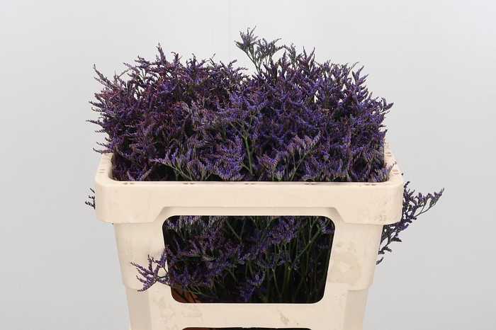 <h4>Lim Saf Dark Blue</h4>