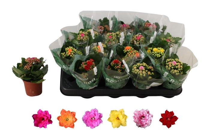 <h4>KAL GE RO GEM 6 KL</h4>