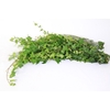 Hedera Rank Green