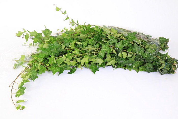 Hedera Rank Green